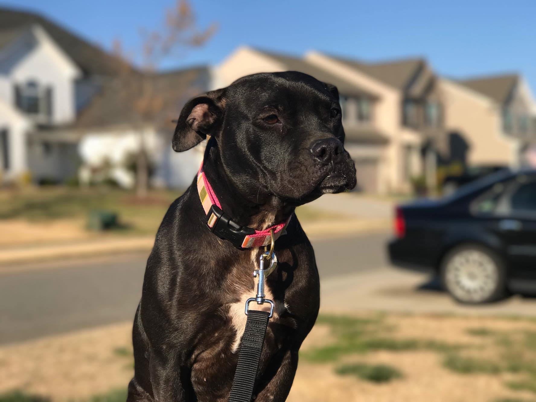 gigi 4